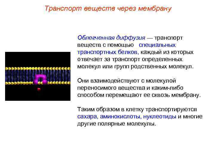 Транспорт веществ через мембрану  Облегченная диффузия — транспорт   веществ с помощью