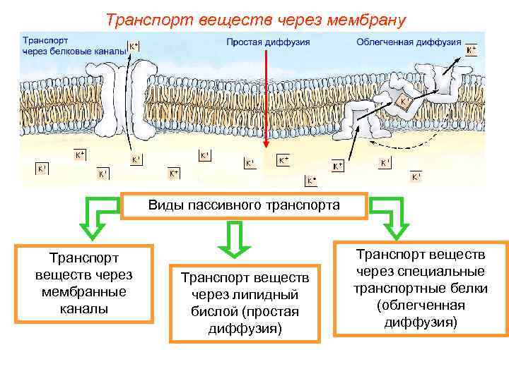    Транспорт веществ через мембрану     Виды пассивного транспорта