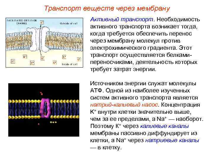 Транспорт веществ через мембрану  Активный транспорт. Необходимость  активного транспорта возникает тогда, 