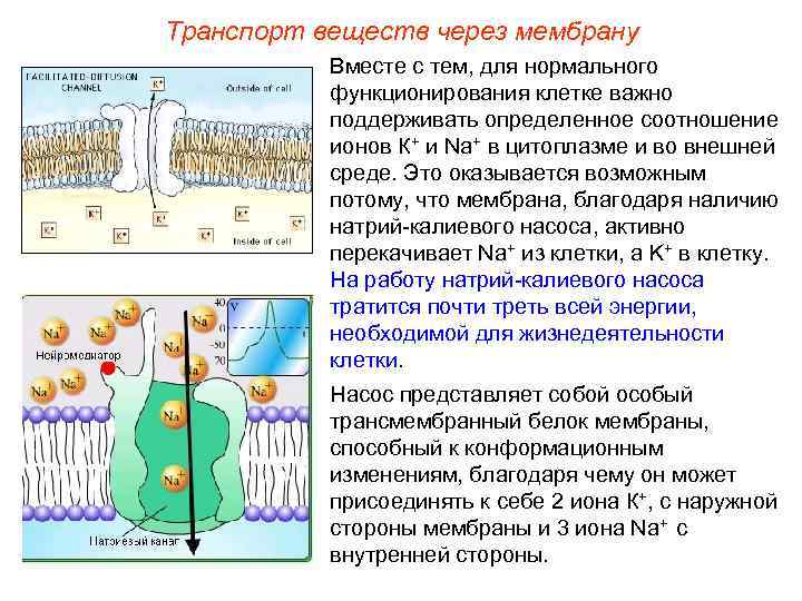 Транспорт веществ через мембрану  Вместе с тем, для нормального  функционирования клетке важно