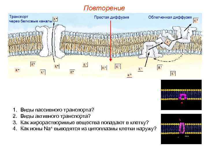       Повторение 1.  Виды пассивного транспорта? 2. 