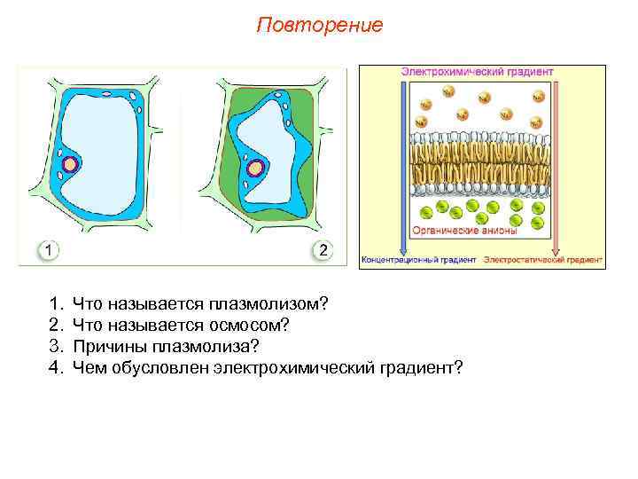     Повторение 1.  Что называется плазмолизом? 2.  Что называется