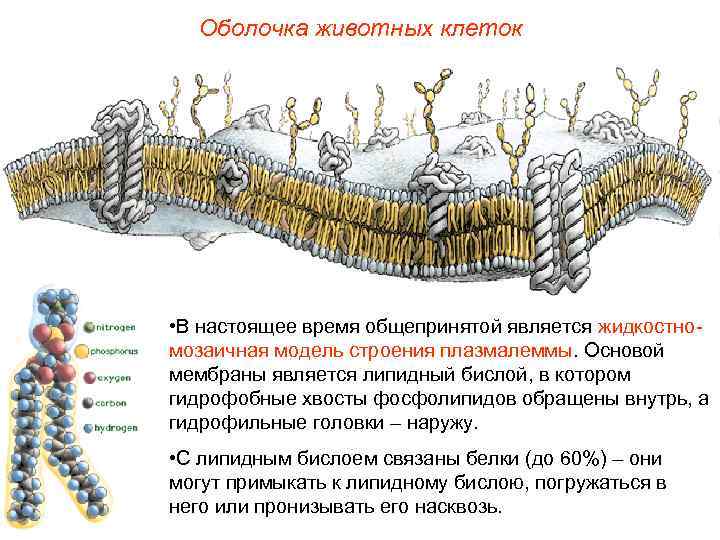  Оболочка животных клеток • В настоящее время общепринятой является жидкостно- мозаичная модель строения