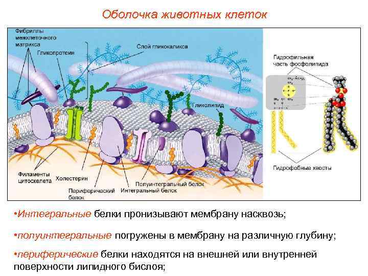     Оболочка животных клеток • Интегральные белки пронизывают мембрану насквозь; 