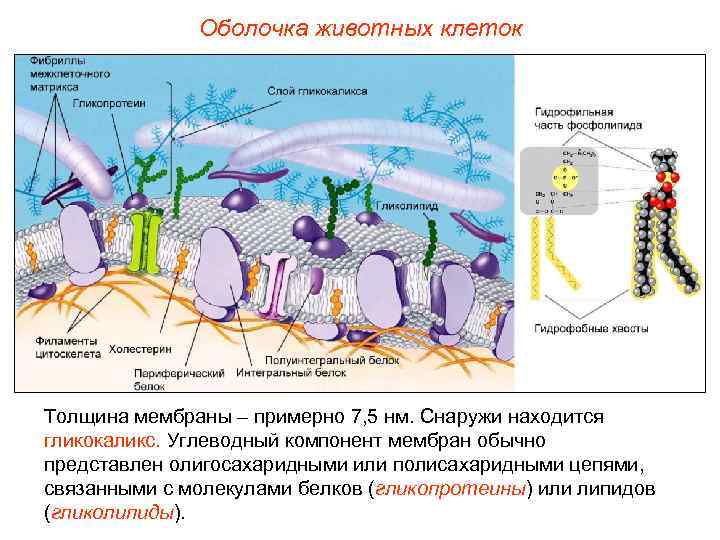    Оболочка животных клеток Толщина мембраны – примерно 7, 5 нм. Снаружи