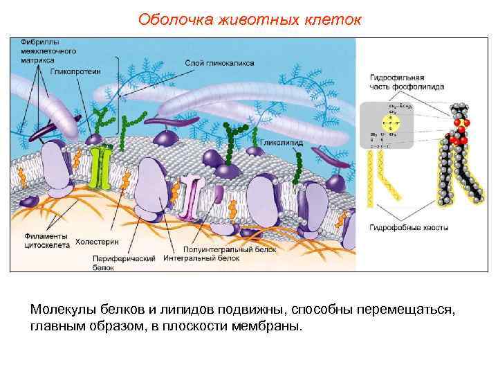    Оболочка животных клеток Молекулы белков и липидов подвижны, способны перемещаться, главным