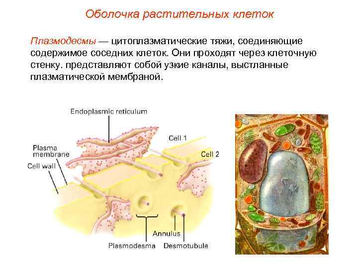    Оболочка растительных клеток Плазмодесмы — цитоплазматические тяжи, соединяющие содержимое соседних клеток.