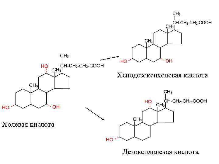    Хенодезоксихолевая кислота Холевая кислота     Дезоксихолевая кислота 