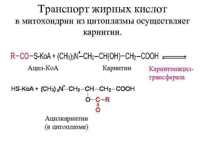  Транспорт жирных кислот в митохондрии из цитоплазмы осуществляет   карнитин. Ацил-Ко. А
