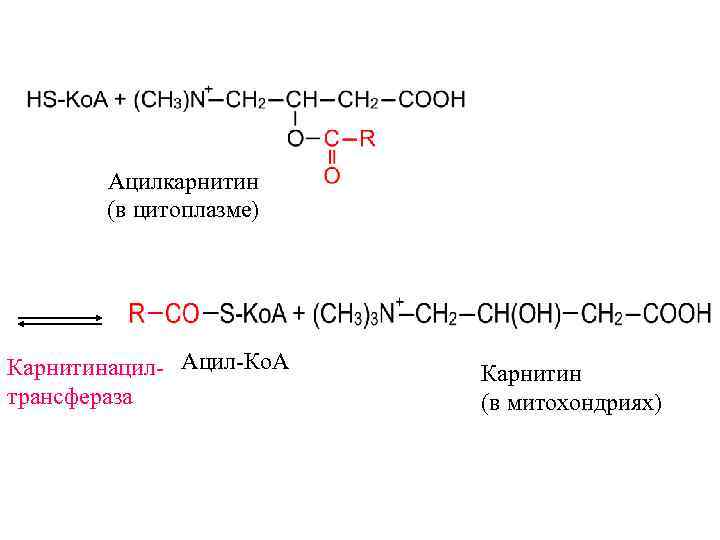   Ацилкарнитин  (в цитоплазме) Карнитинацил- Ацил-Ко. А  Карнитин трансфераза  