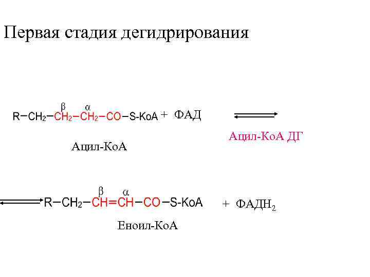 Первая стадия дегидрирования    + ФАД      Ацил-Ко.