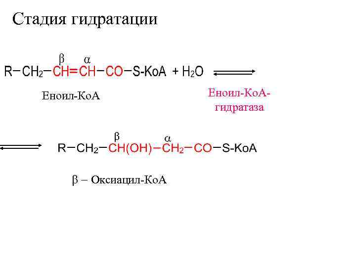 Стадия гидратации  Еноил-Ко. А-      гидратаза  b -