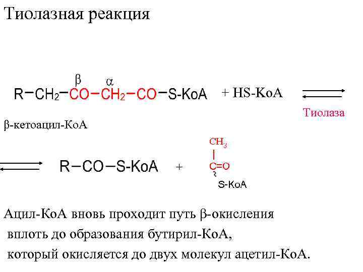 Тиолазная реакция      + HS-Ko. A    