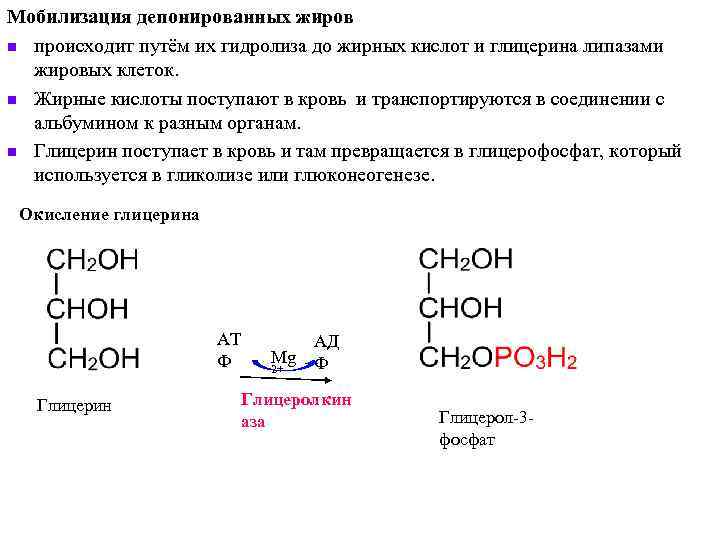 Схема образования триацилглицерина