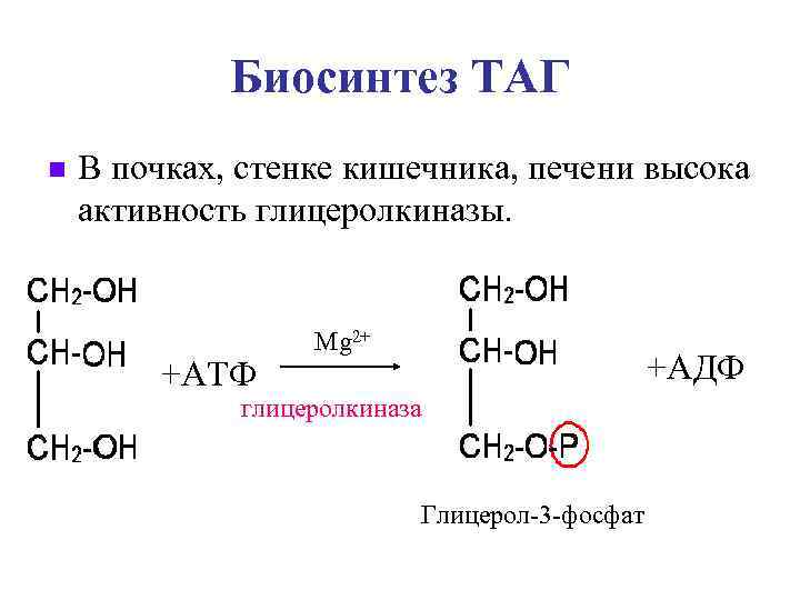 Ресинтез триацилглицеринов в кишечной стенке и синтез их в тканях физиологическое значение