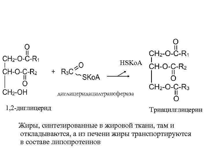        HSKo. A     диглицеридацилтрансфераза