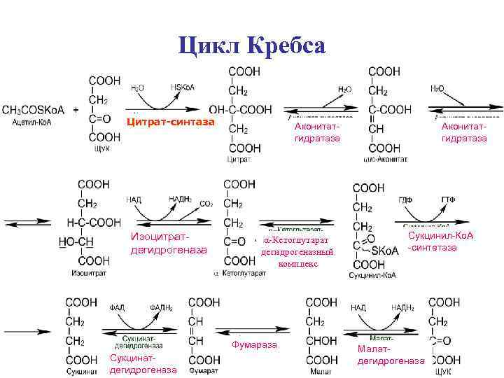     Цикл Кребса Цитрат-синтаза   Аконитат-    