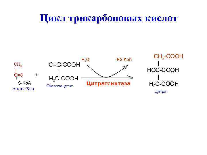 Цикл трикарбоновых кислот     CH 2 -COOH    