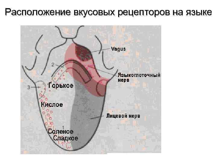 Схему полей вкусовой чувствительности языка