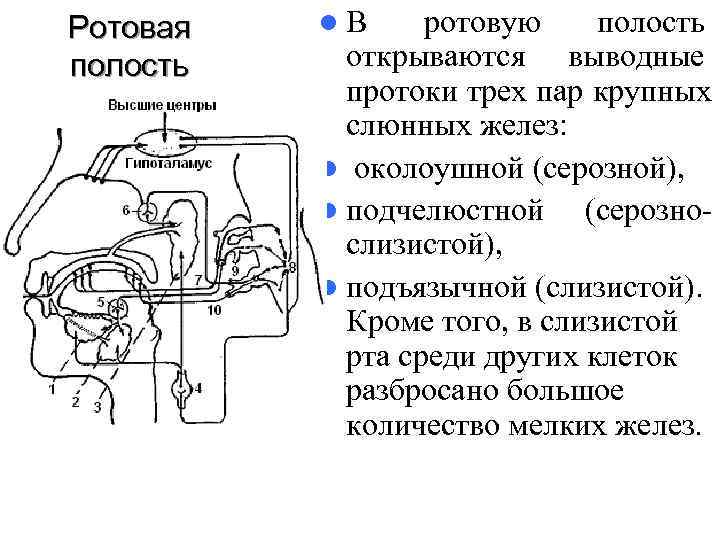 Ротовая  l. В ротовую полость открываются выводные   протоки трех пар крупных