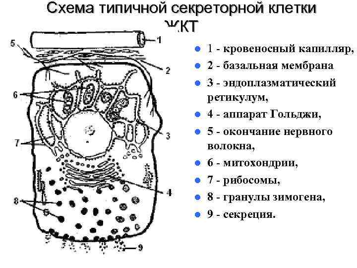 Схема типичной секреторной клетки    ЖКТ   l  1 -