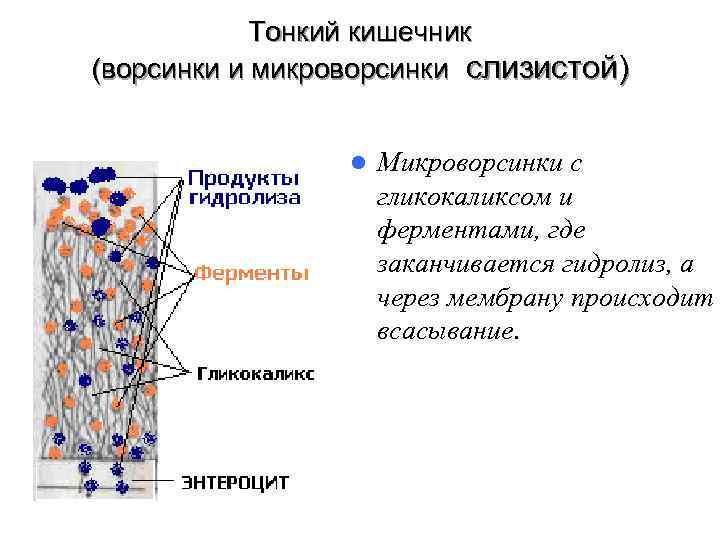 Тонкий кишечник (ворсинки и микроворсинки слизистой) l Микроворсинки Тонкий кишечник (ворсинки и микроворсинки слизистой) l Микроворсинки