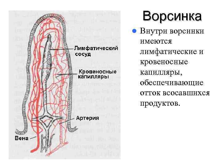 Ворсинка l Внутри ворсинки имеются лимфатические и кровеносные капилляры, обеспечивающие отток Ворсинка l Внутри ворсинки имеются лимфатические и кровеносные капилляры, обеспечивающие отток