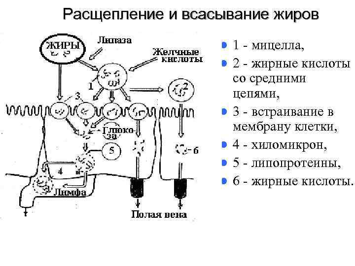 Всасывание жиров