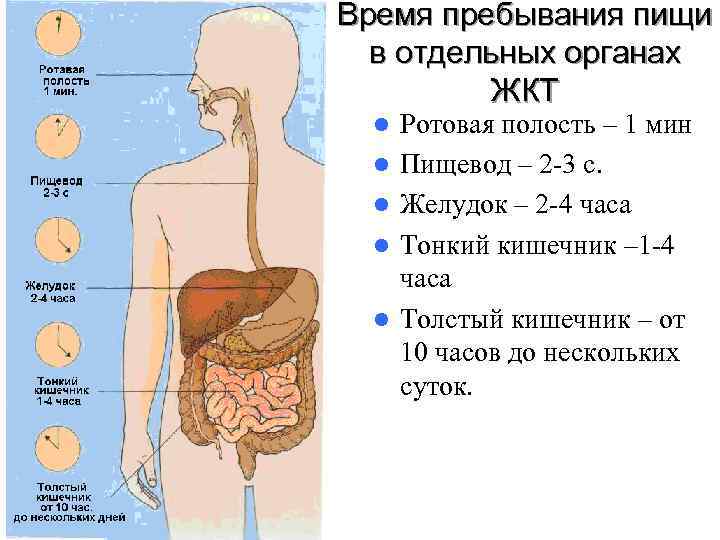 Время пребывания пищи в отдельных органах ЖКТ l Ротовая полость Время пребывания пищи в отдельных органах ЖКТ l Ротовая полость