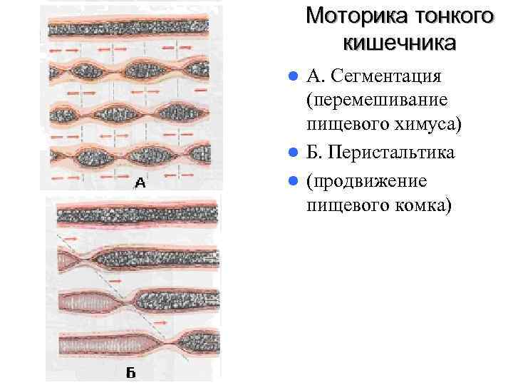 Моторика тонкого кишечника l А. Сегментация (перемешивание пищевого химуса) Моторика тонкого кишечника l А. Сегментация (перемешивание пищевого химуса)