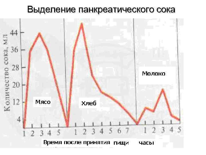 Выделение панкреатического сока Выделение панкреатического сока