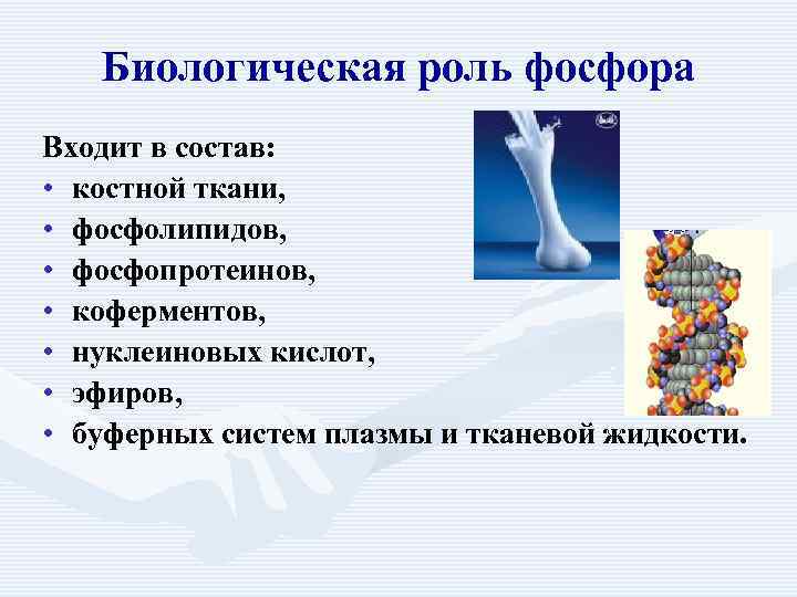   Биологическая роль фосфора Входит в состав:  • костной ткани,  •