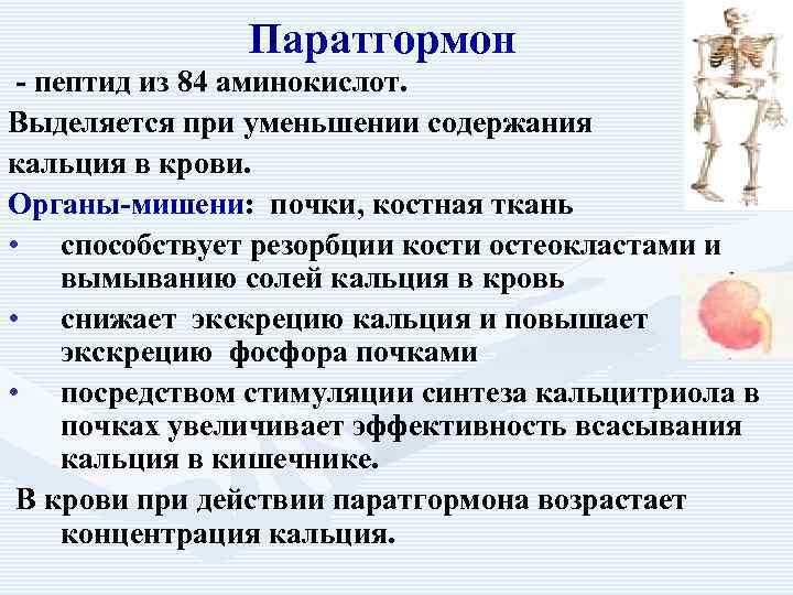    Паратгормон - пептид из 84 аминокислот. Выделяется при уменьшении содержания кальция