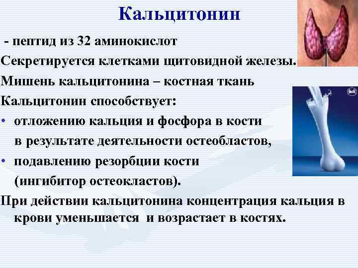     Кальцитонин - пептид из 32 аминокислот Секретируется клетками щитовидной железы.