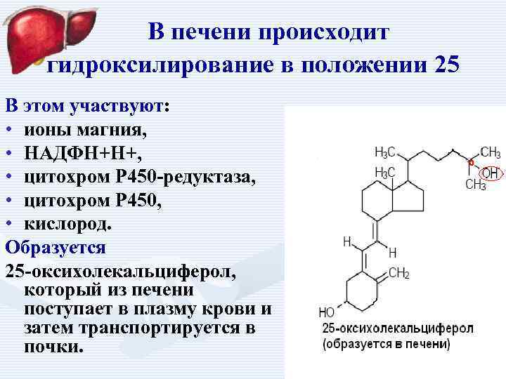 Положение 25. Оксихолекальциферол. Цитохром р-450 гидроксилирование. НАДФН-цитохром р450-редуктаза.