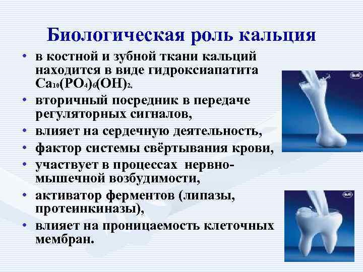  Биологическая роль кальция • в костной и зубной ткани кальций находится в виде
