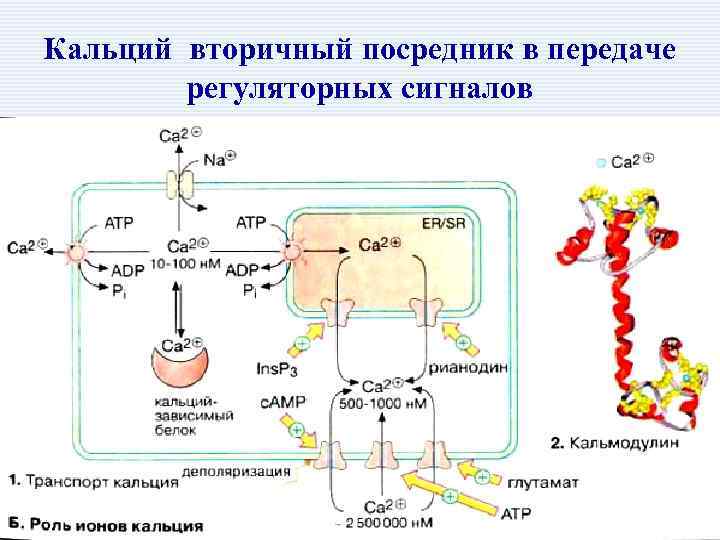 Кальциевый обмен. Механизм всасывания кальция схема. Участие витамина д в фосфорно кальциевом обмене. ЦГМФ И регуляция ионов кальция. Ионы кальция вторичный посредник.