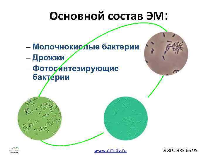   Основной состав ЭМ:  – Молочнокислые бактерии – Дрожжи – Фотосинтезирующие 