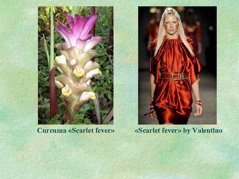 Curcuma «Scarlet fever» by Valentino 