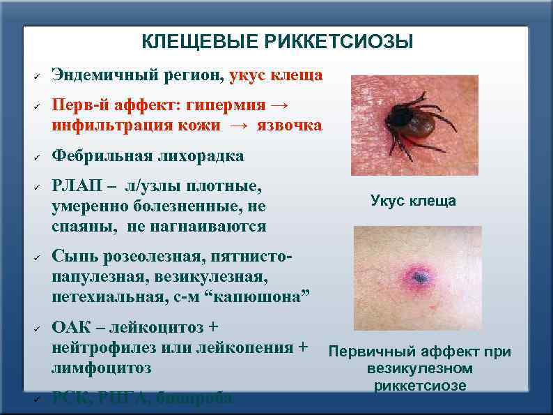    КЛЕЩЕВЫЕ РИККЕТСИОЗЫ Эндемичный регион, укус клеща Перв й аффект: гипермия →