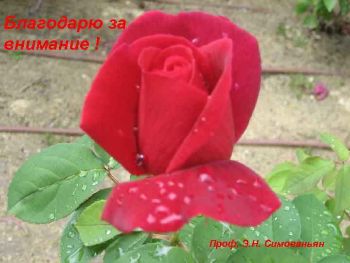 Благодарю за внимание !    Проф. Э. Н. Симованьян 