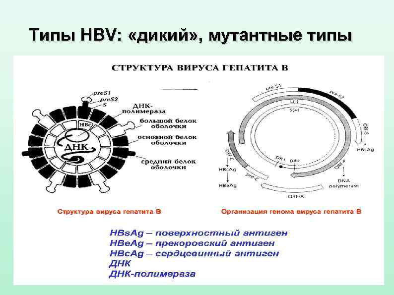 Типы HBV:  «дикий» , мутантные типы 