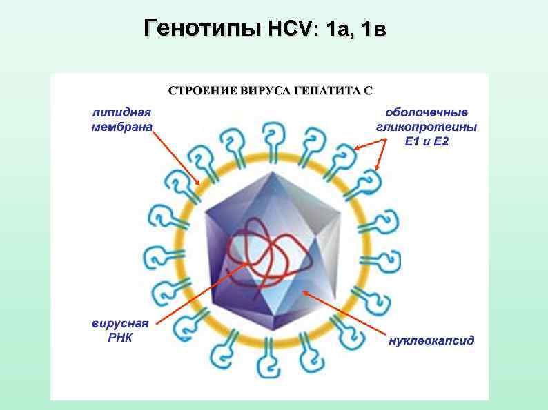 Генотипы HCV: 1 а, 1 в 