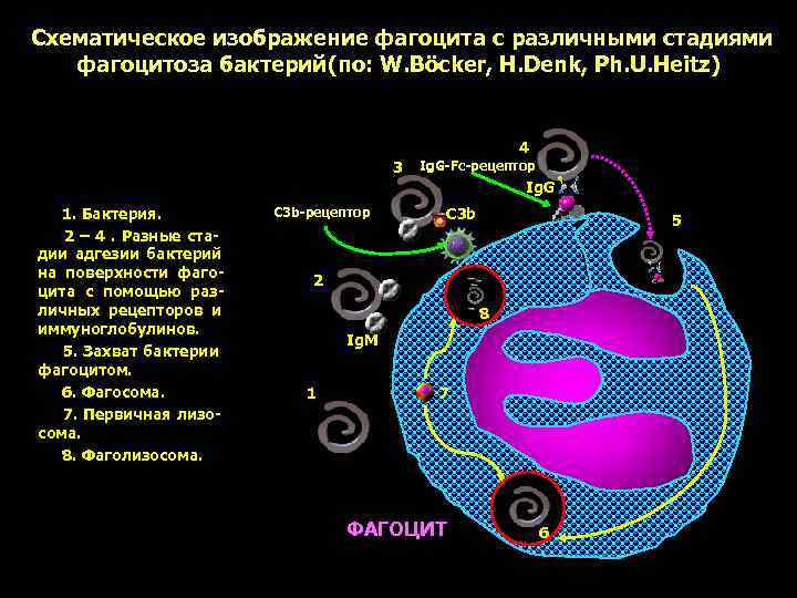 Схематическое изображение фагоцита с различными стадиями  фагоцитоза бактерий(по: W. Böcker, H. Denk, Ph.