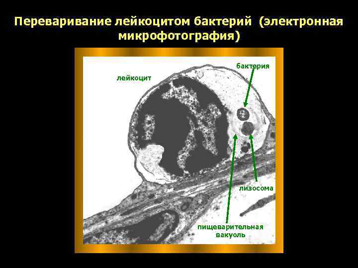Переваривание лейкоцитом бактерий (электронная    микрофотография)      бактерия