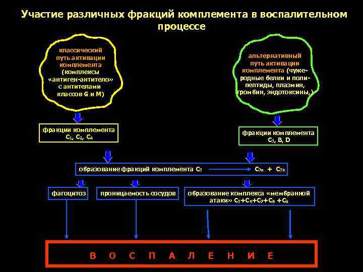 Участие различных фракций комплемента в воспалительном    процессе   классический 