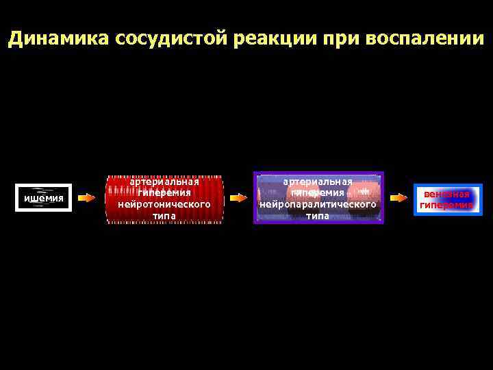 Динамика сосудистой реакции при воспалении   артериальная   гиперемия   венозная