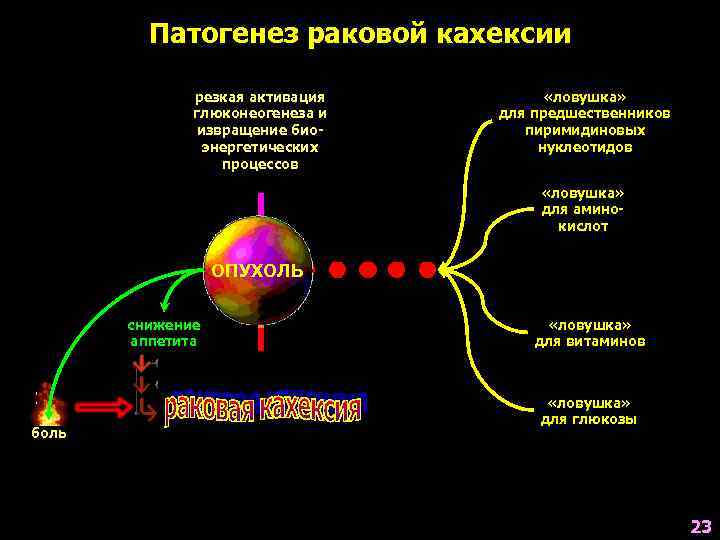    Патогенез раковой кахексии    резкая активация   «ловушка»