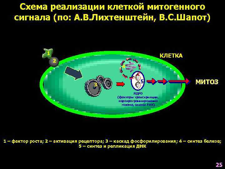  Схема реализации клеткой митогенного сигнала (по: А. В. Лихтенштейн, В. С. Шапот) 