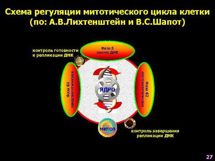 Схема регуляции митотического цикла клетки (по: А. В. Лихтенштейн и В. С. Шапот) 